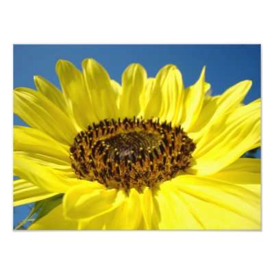 Fine art Photography gifts Yellow Sunflowers by Basleeartprintgifts