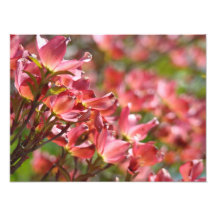 Fine Art Photography Pink Dogwood Flowers Floral