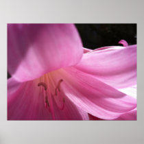 Fine Art Print: Belladonna Lily, Pink