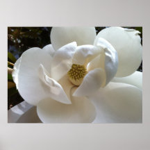 Fine Art Print: Magnolia, Ivory White