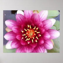 Fine Art Print: Water Lily, Fuchsia and White