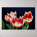 Fine Canvas Print