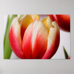Fine Canvas Print