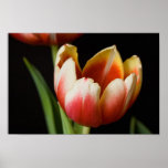 Fine Canvas Print