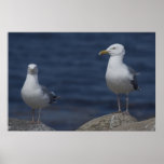 Fine Feathered Friends fine art print
