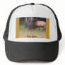 fine fellow elk hat