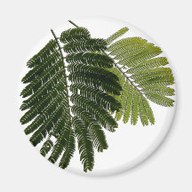 Fine Leaved Ferns Embossed Fridge Magnet