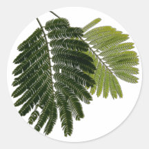 Fine Leaved Ferns Embossed Round Stickers