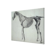 Finished Study for the Fifth Anatomical Table Stretched Canvas Prints