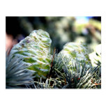 Fir Cone Postcards