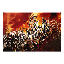 Fire in the corn field photograph