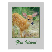 'Fire Island Fawn' Postcard
