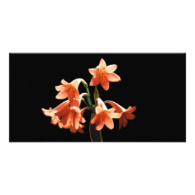 Fire Lily, a Cyrtanthus Hybrid Photo Card Template