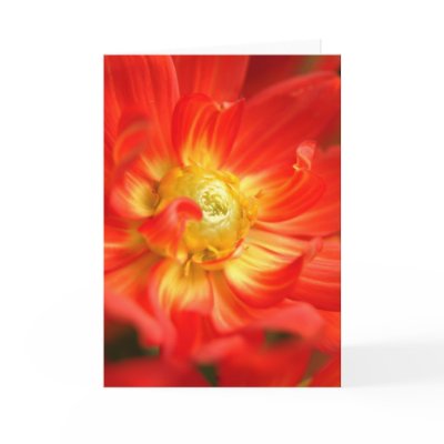 fire red dahlia by fleurdujour
