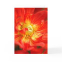 fire red dahlia cards