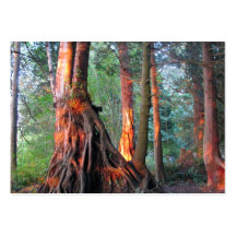 Fire Trees Business Card Templates