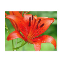 Firecracker Lilly Postcard