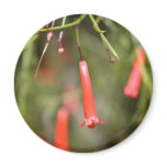 Firecracker Plant Refrigerator Magnet