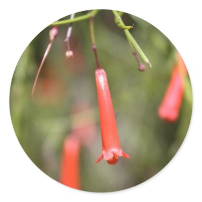 Firecracker Plant Sticker by dorenemlorenz