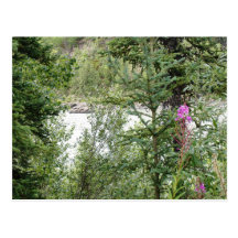 Fireweed Along the Kenai Peninsula Post Cards