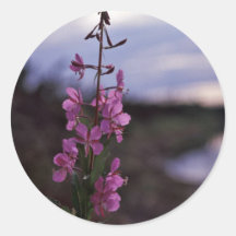 Fireweed Autocollants Ronds