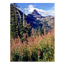 Fireweed - Glacier National Park Postcard