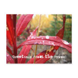 Fireweed in the Fall; Yukon Territory Souvenir Postcard