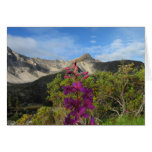 Fireweed in the Pelly Mountains Cards