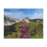 Fireweed in the Pelly Mountains Post Cards