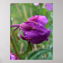 Fireweed Petals Posters