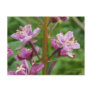 Fireweed Variegated Blossoms, Unalaska Island Post Card