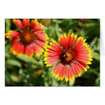 Firewheel - Sundance Wildflower cards