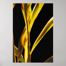 Firey Beauties Poster