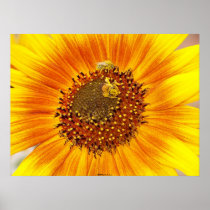 Firey Flower