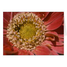 First Blush Card
