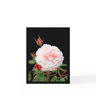 first blush  rose cards by judymarieswan