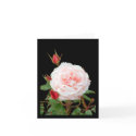 first blush  rose cards