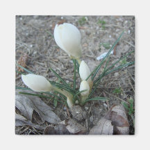 First bud, White Magnet