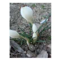 First bud, White Postcards