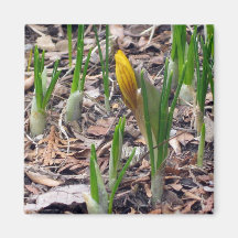 First Bud, Yellow Magnet