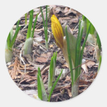 First Bud, Yellow Sticker