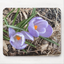 First Crocus! - mousepad