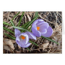 First Crocus! - notecard