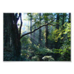 First Light Photo Print