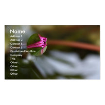 First Sight/Budding Lotus Business Card
