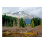 "First snow" Postcards