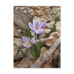 FIRST SPRING FLOWER products Post Card