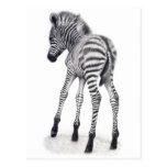 First Steps Postcard