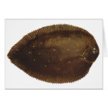 Fish - Black Sole - Synaptura nigra Card