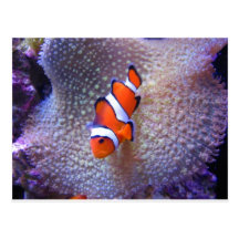 fish,clown fish postcards